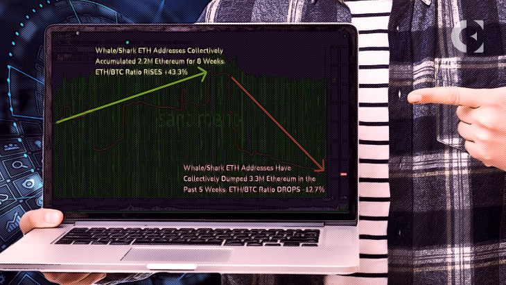 Ethereum's_shark_&_whale_addresses_holding_100_to_1M_$ETH_have_dropped