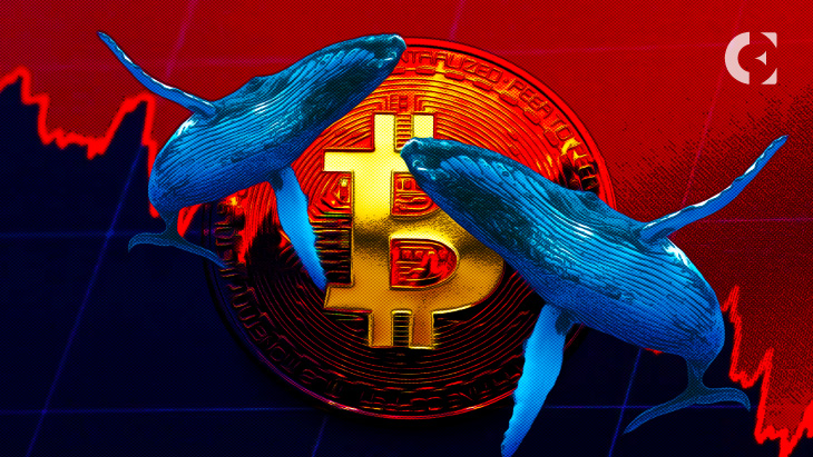 bitcoin whale