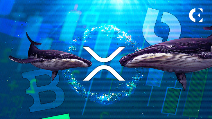 Die Walaktivität von XRP erreicht neue Höchststände, nachdem der Preis 0,6 $ erreicht hat